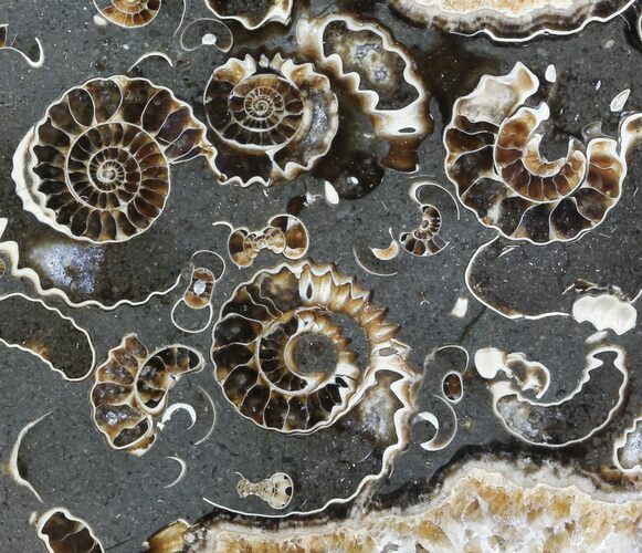 Polished Ammonite Fossil Slab - Marston Magna Marble #63841